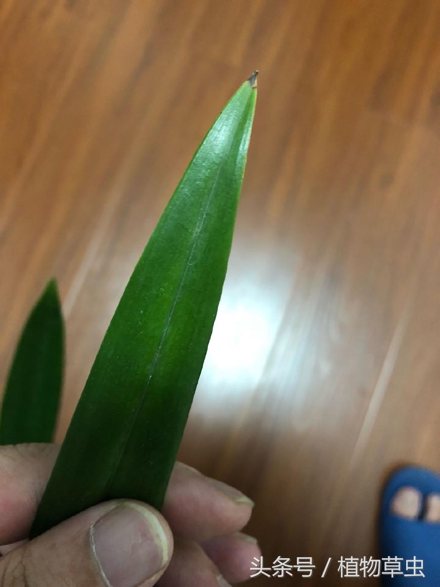 养兰花谨记3个小细节爆盆拦不住,兰花换盆后怎么养才能长得更好