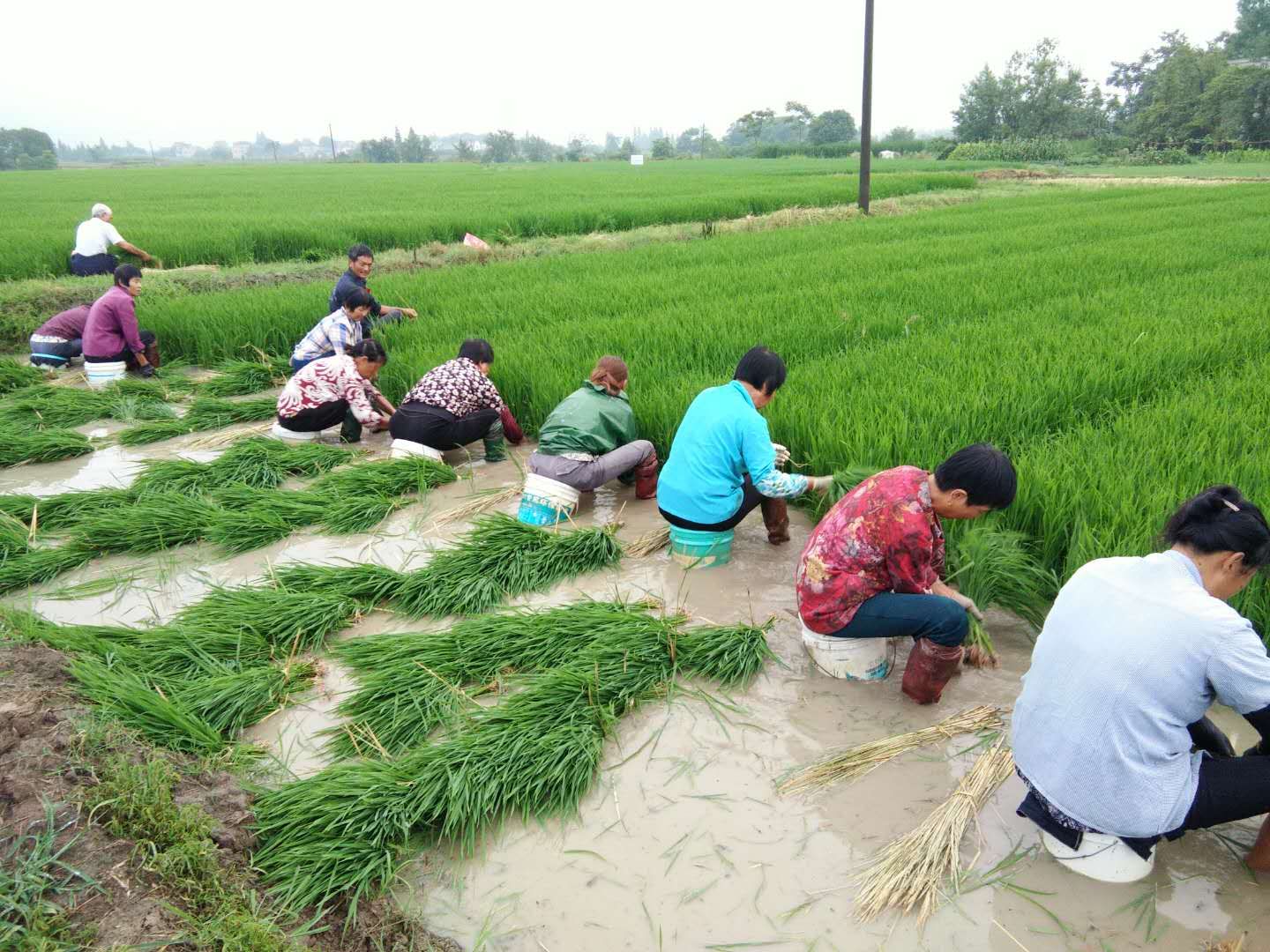 90后大学生返乡种地记录生活点滴 (90后大学生返乡种地)