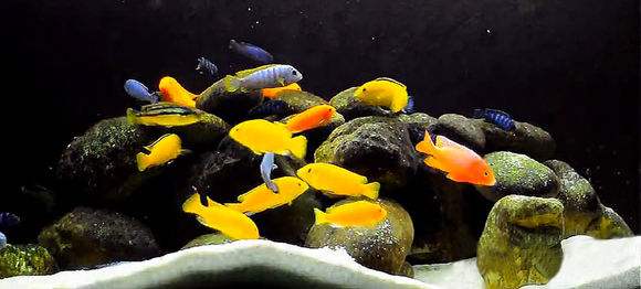 出远门观赏鱼多久停食,观赏鱼停食三天拉黄色气泡便