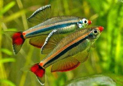 地摊上买的鱼能养活嘛,地摊卖鱼怎么养鱼