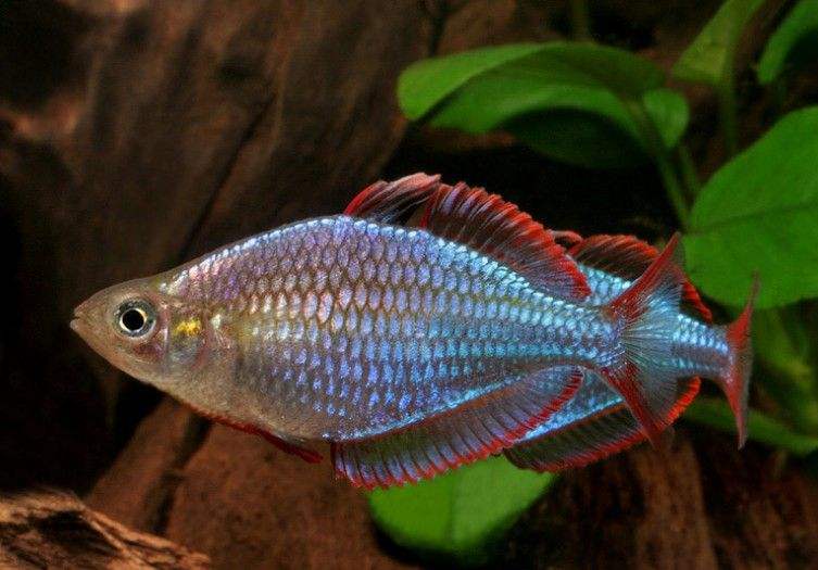 地摊上买的鱼能养活嘛,地摊卖鱼怎么养鱼