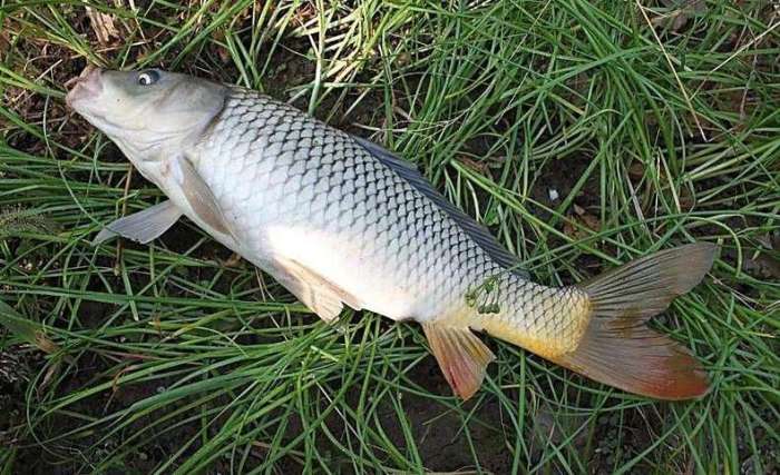 鱼线主线和子线拉力有区别吗,鱼线主线和副线接法