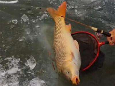 鱼线主线和副线接法,钓鱼鱼线主线和子线一样长吗