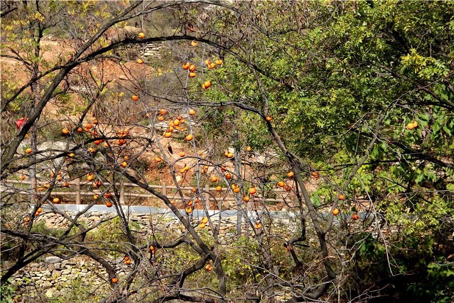 禹州磨街几个村,禹州市磨街乡磨街村