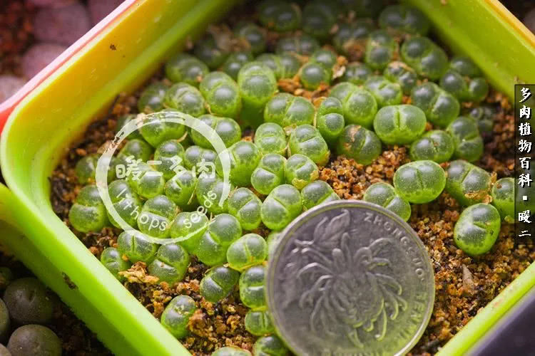 生石花播种后如何养护,生石花养护注意事项