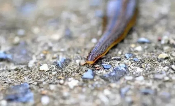 农村稻田里常见的蚂蟥,什么情况下容易遇到蚂蟥