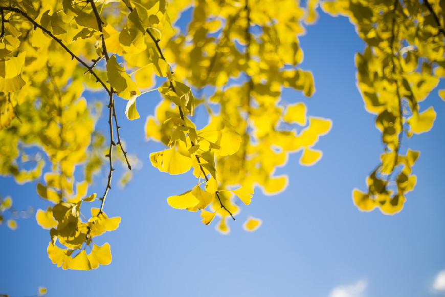 100句秋天的句子,100首关于秋天的最美诗词