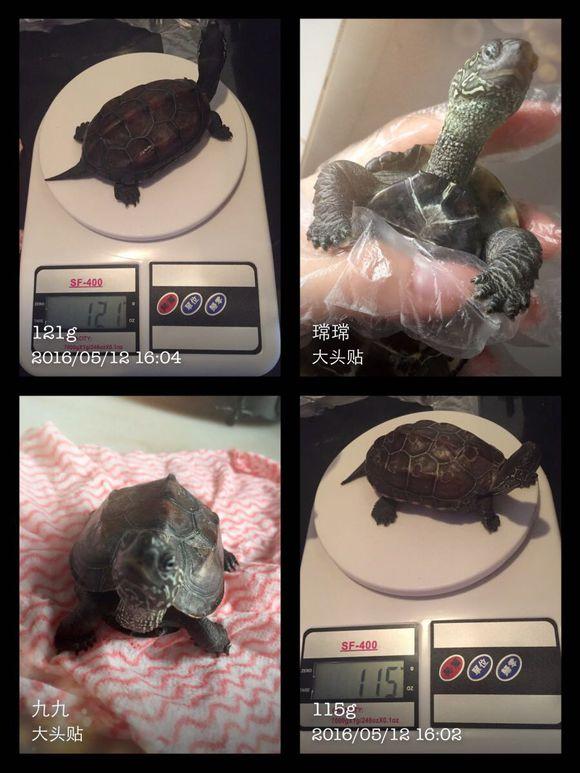 「龟友记录」萌妹子养龟全纪录（第一部）