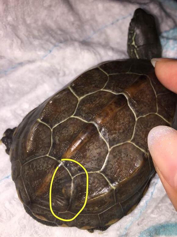 「龟友记录」萌妹子养龟全纪录（第一部）