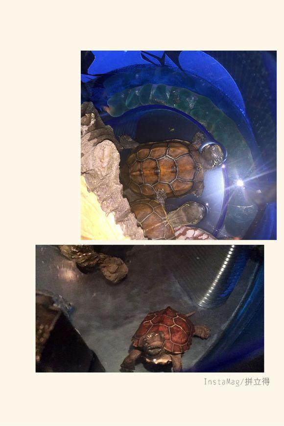 「龟友记录」萌妹子养龟全纪录（第一部）