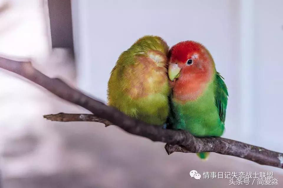 情书的英文怎么写,我爱你的英文情书原文