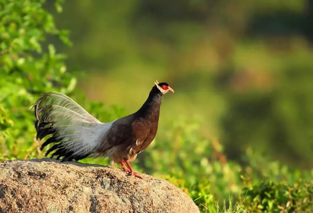 千年古县山水图,千年古县山水之城