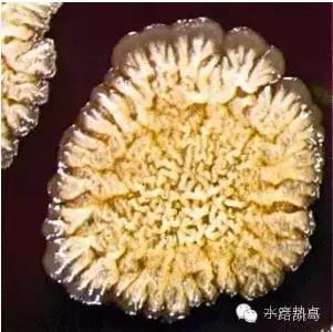 水产养殖芽孢杆菌培养方法,水产养殖芽孢杆菌多久有效果