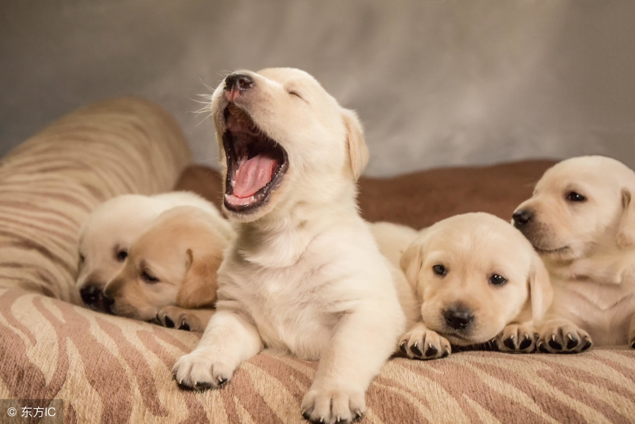 狗狗拉血怎么判断是肠炎还是细小,狗狗因为呕吐腹泻而死是细小吗