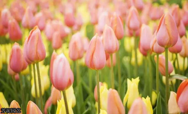 教师节送的花怎样养护,教师节送老师的鲜花教程