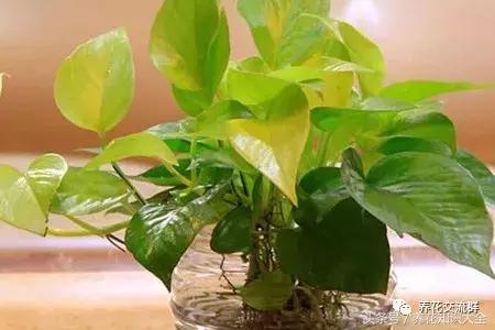 水培绿萝怎么养护长得才茂盛,刚种植的大盆绿萝柱怎么养护