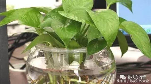 水培绿萝怎么养护长得才茂盛,刚种植的大盆绿萝柱怎么养护