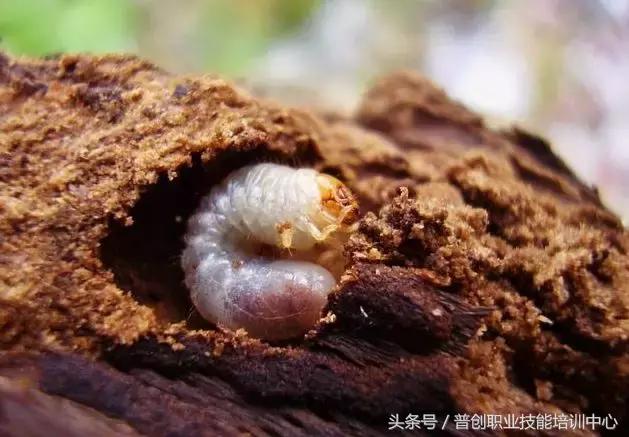 种菜病虫害的防治口诀,种菜小知识大全预防病虫害