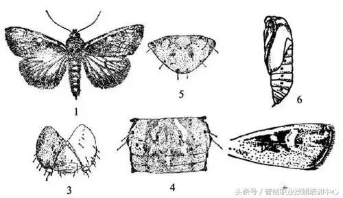 地老虎生长过程,如何杀死地老虎