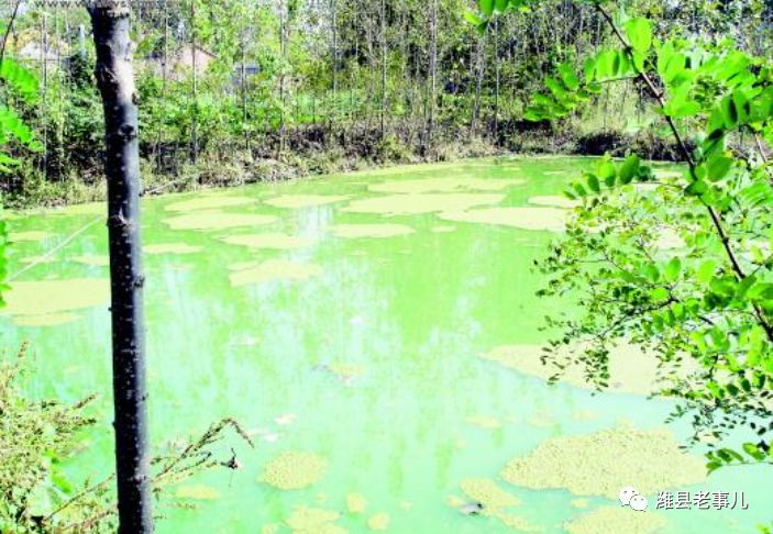 潍县有泉无?且看《寻泉记》!