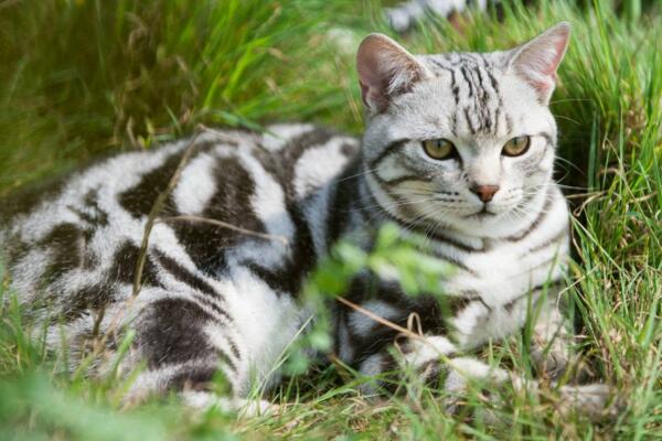 常见的宠物猫品种有哪些,一般宠物猫的品种有几种