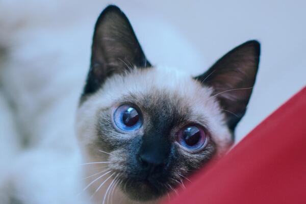 常见的宠物猫品种有哪些,一般宠物猫的品种有几种