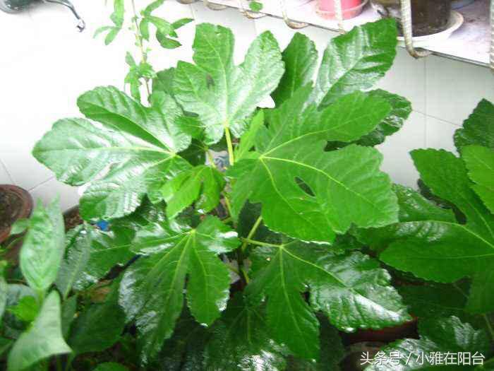 无花果枝繁叶茂,刚刚种的无花果怎么提高成活率