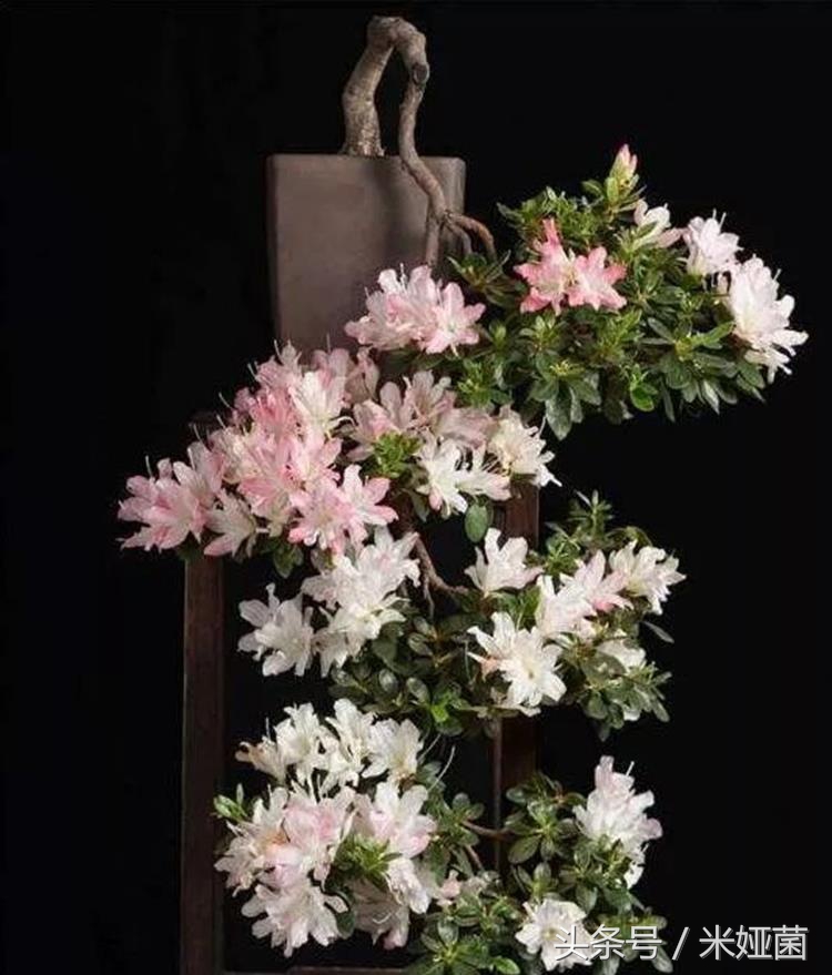 杜鹃花得了黑斑病怎么治好,杜鹃花有黑色斑点怎么回事