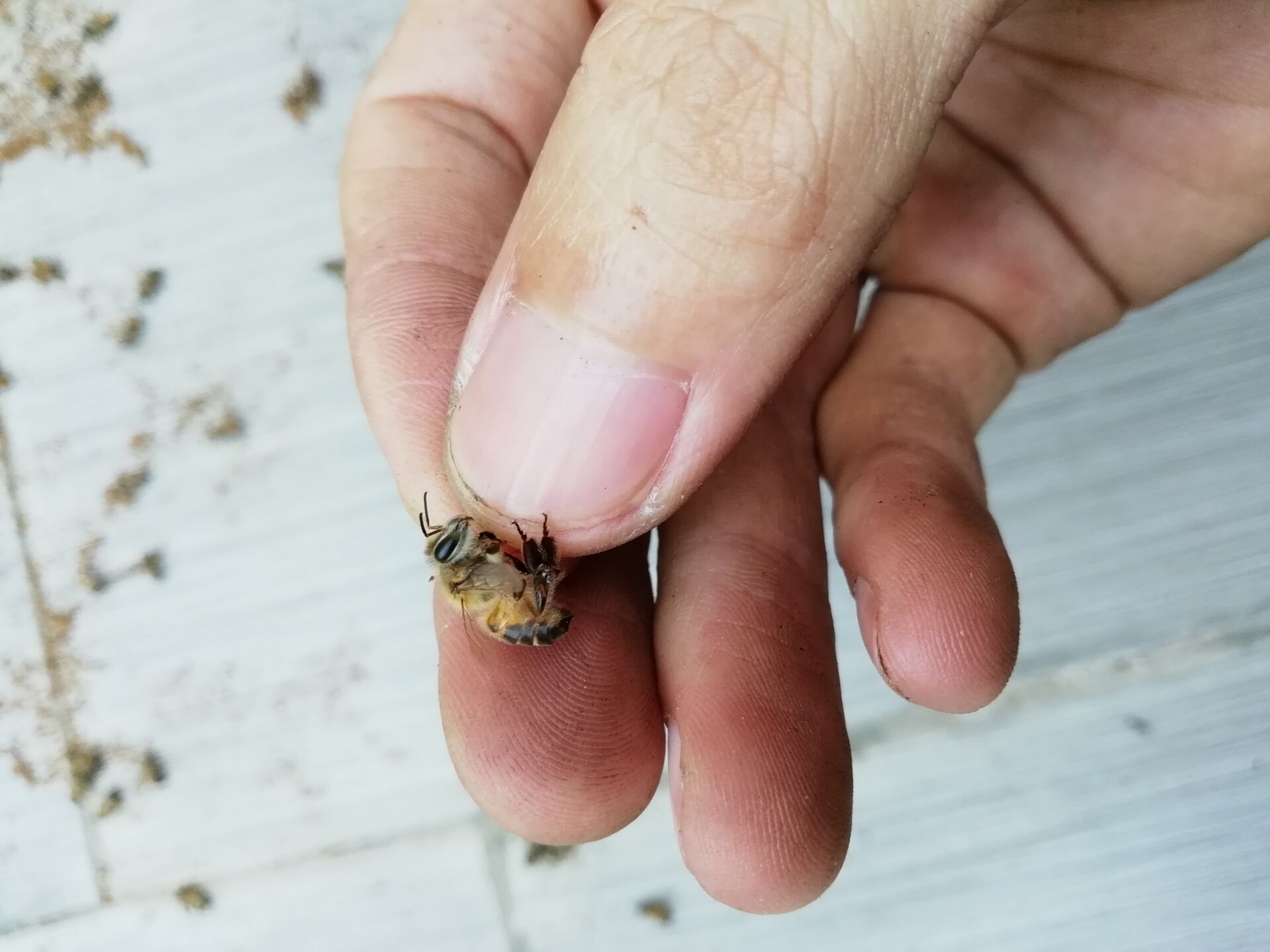 箱外观察中蜂正常现象,箱外观察技术视频