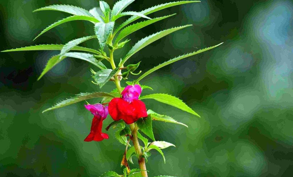 12生肖属鸡运势,属鸡人养什么植物最旺