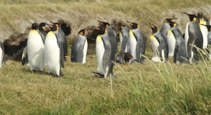 忘掉桑巴和足球吧！这才是南美洲的底色