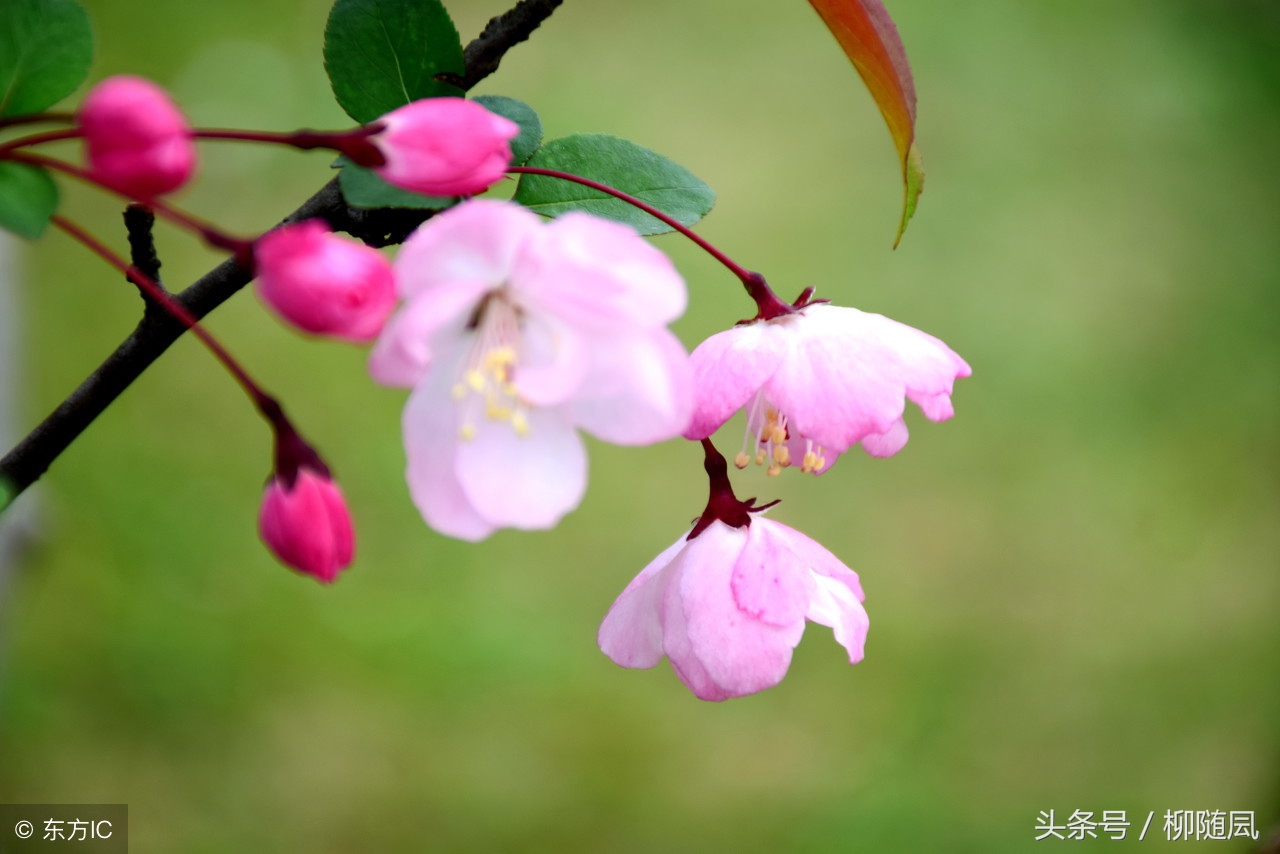 女孩用香烟名称写情书太有才了,用香烟名称写的情书太有才了