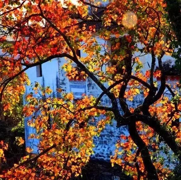 秋天婺源自由行攻略,秋天婺源游玩最新攻略