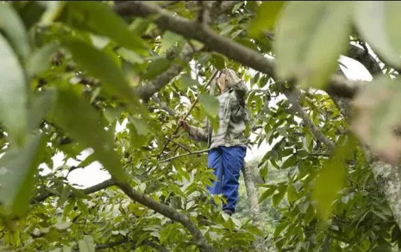 此物号称植物界的唐僧肉！补大脑，益心脏还能缓解失眠！