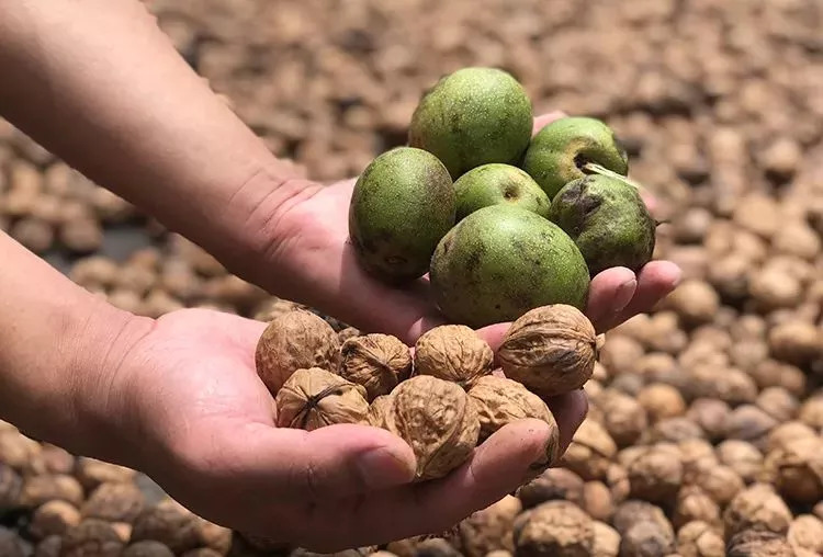 此物号称植物界的唐僧肉！补大脑，益心脏还能缓解失眠！