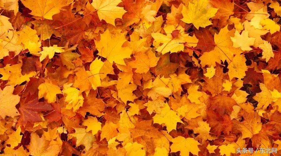 北京秋天一定要看的美景,北京秋天到处都是天堂般的美