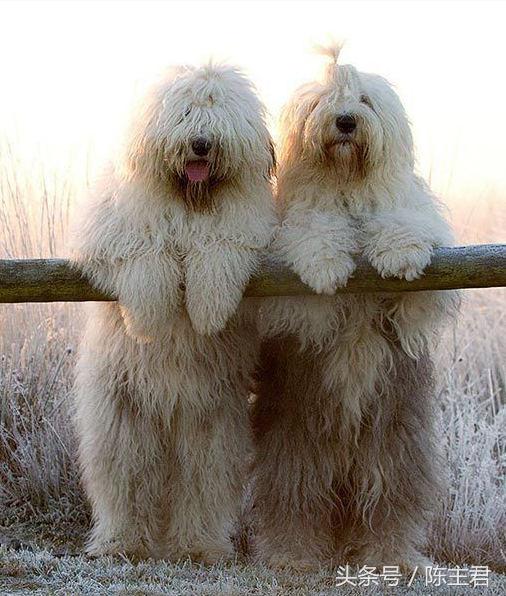 世界名犬前十名,世界名犬排名前十名图片