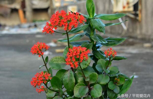 家里养这种花最合适越养越富,阳台养十种花最好旺财图片