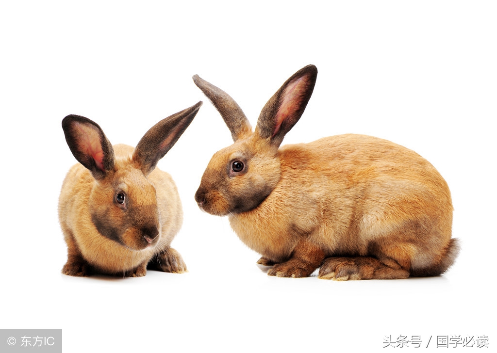 妙趣横生的十二生肖歇后语,十二生肖歇后语大全二年级