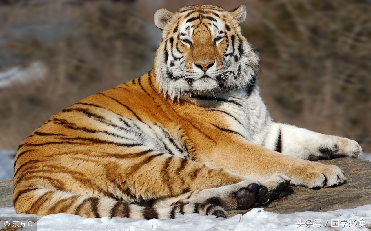 妙趣横生的十二生肖歇后语,十二生肖歇后语大全二年级