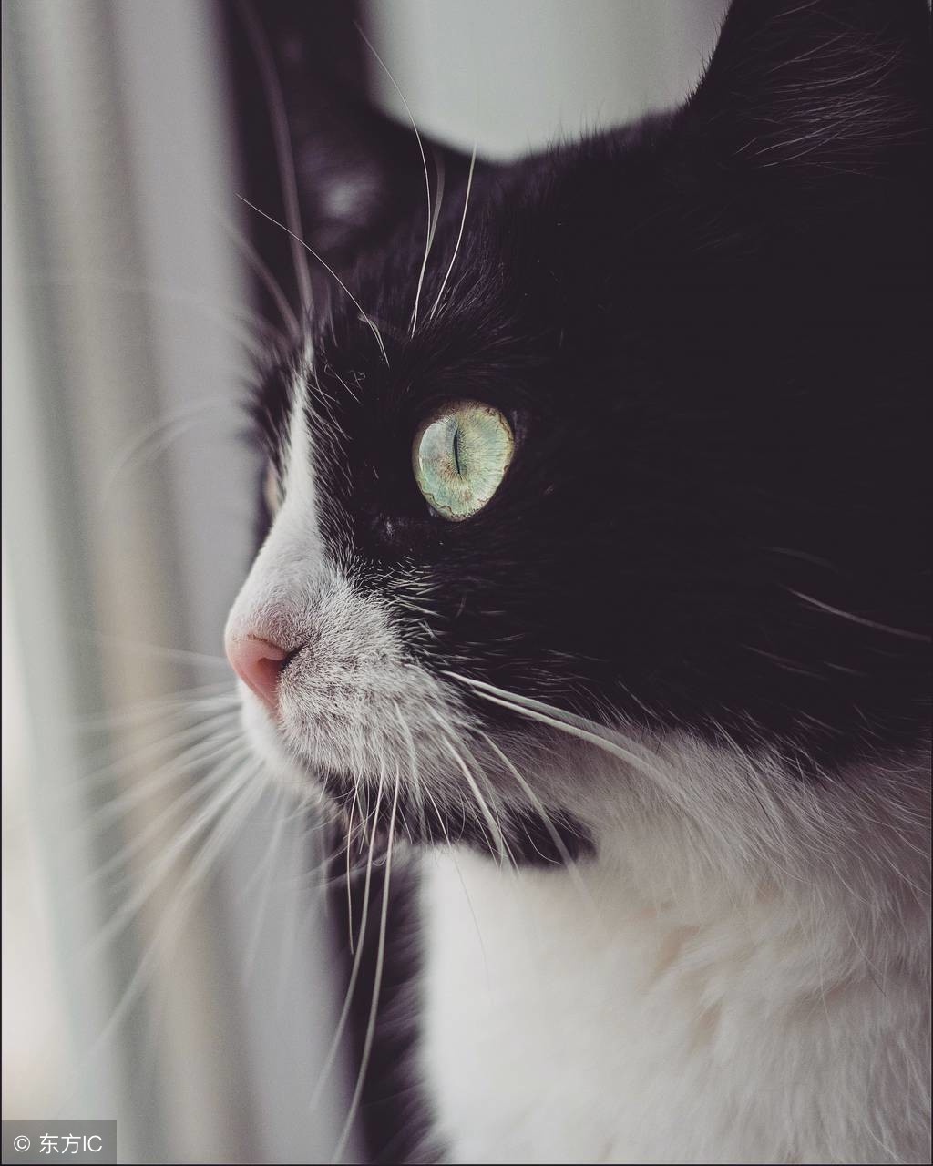 孩子被猫抓伤了需要打狂犬疫苗吗,孩子被猫抓伤了多少小时内打疫苗