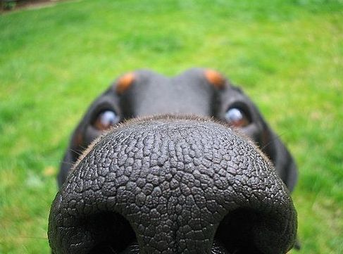 狗狗的鼻头怎么才能变黑,狗狗的鼻头有点掉色是怎么回事