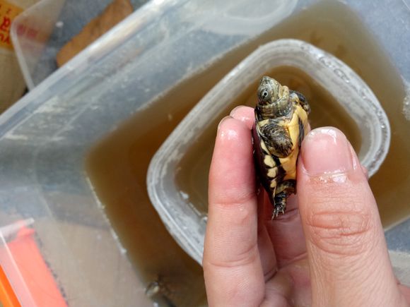 龟不用加热棒怎么给龟加温,龟治病加热棒推荐