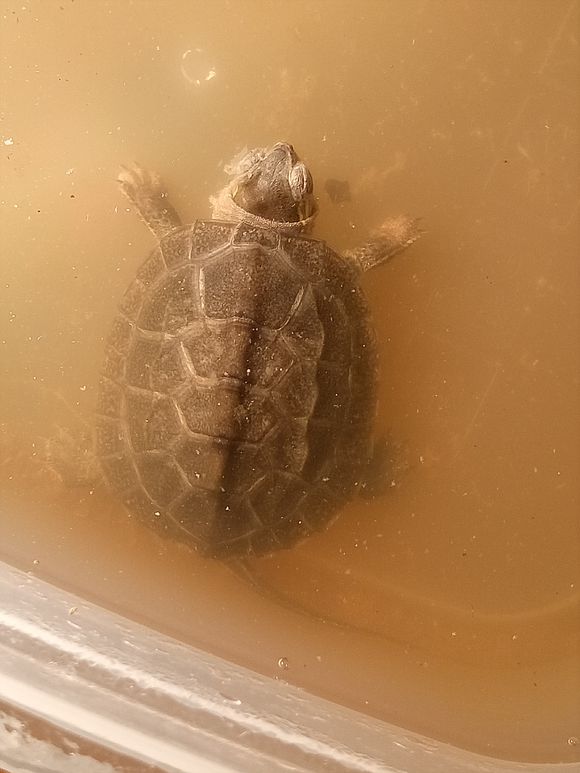 龟不用加热棒怎么给龟加温,龟治病加热棒推荐