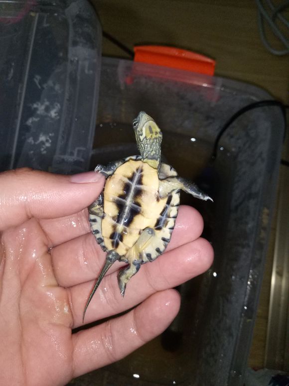 龟不用加热棒怎么给龟加温,龟治病加热棒推荐