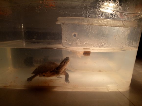 龟不用加热棒怎么给龟加温,龟治病加热棒推荐