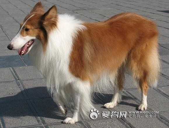 狗的种类大全,狗的种类大概介绍