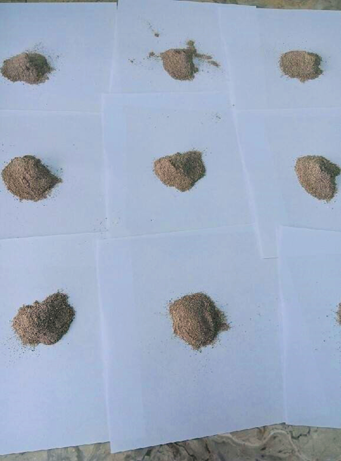 比熊幼犬粪便有虫子,比熊幼犬感染寄生虫怎么办