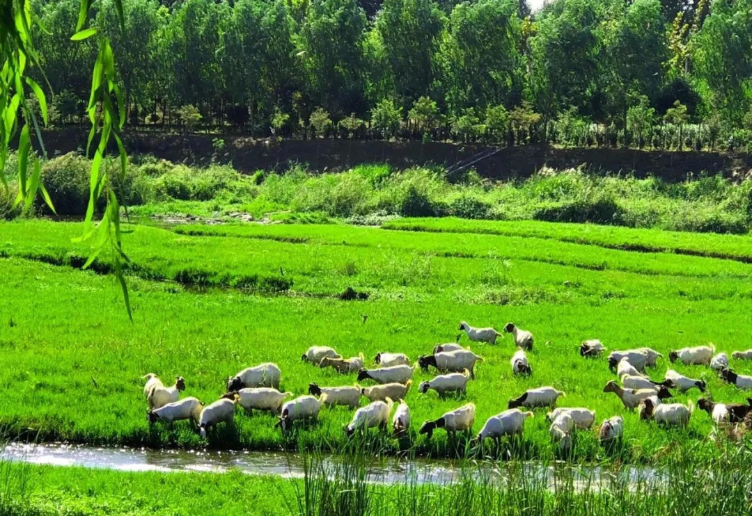 蟠龙河，清晨羊鹭齐歌，难得一见！