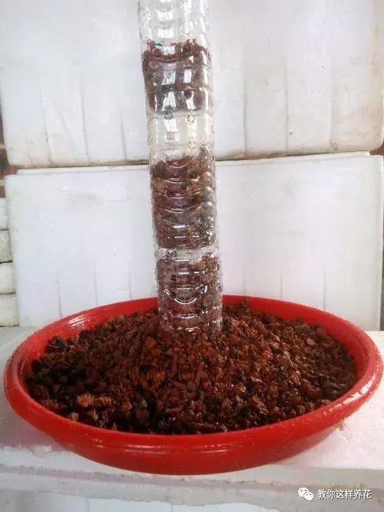 塑料瓶加点树皮，垒起来养成了绿萝树，发疯猛长叶宽20厘米！